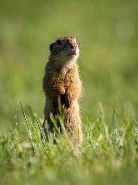 squirrel