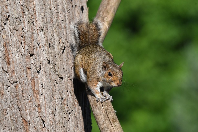squirrel