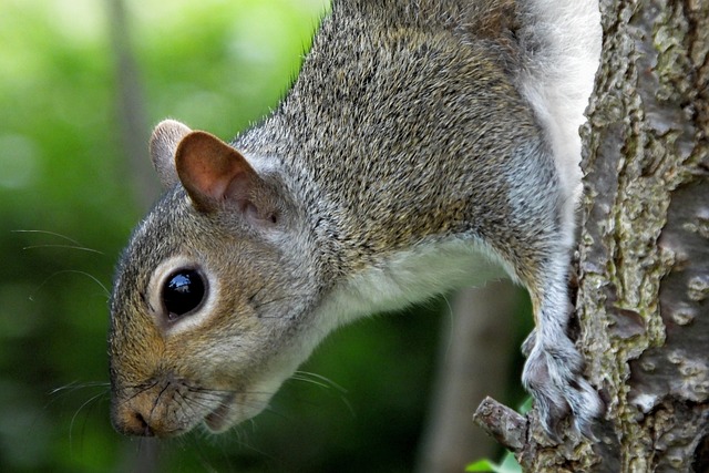 squirrel