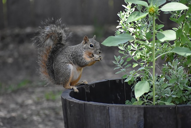squirrel