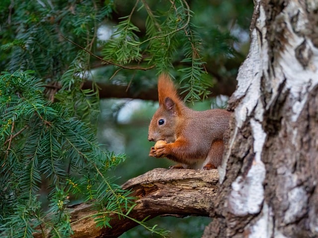 squirrel
