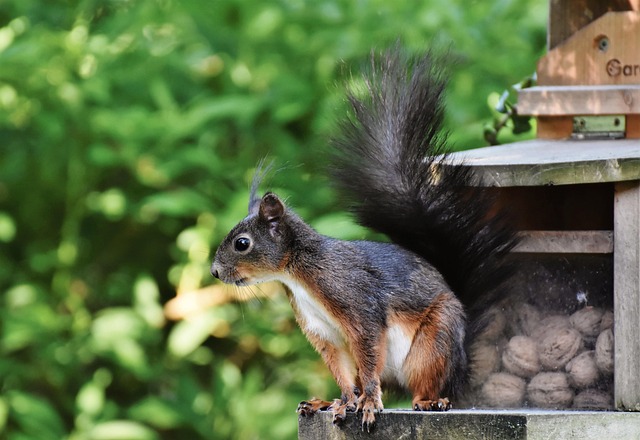 squirrel