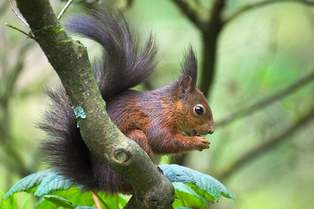 squirrel-640x480-27954703.jpeg