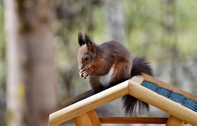 squirrel