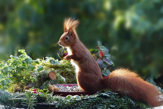 squirrel