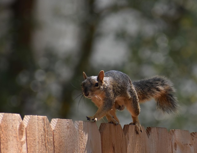 squirrel