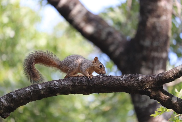 squirrel
