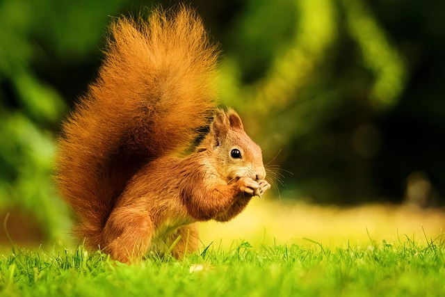 squirrel-640x480-30103853.jpeg