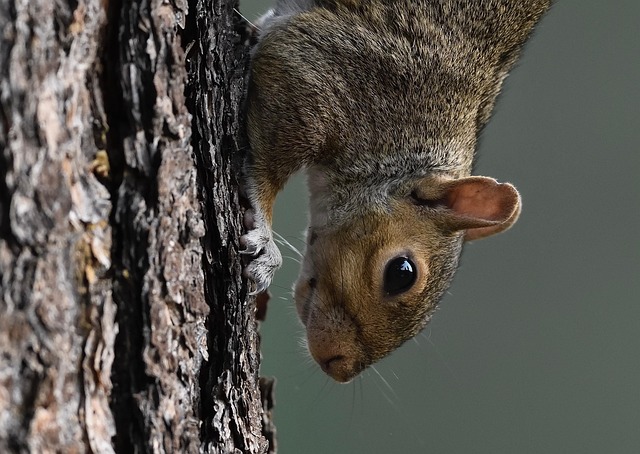 squirrel