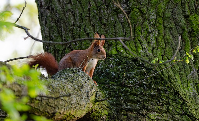 squirrel
