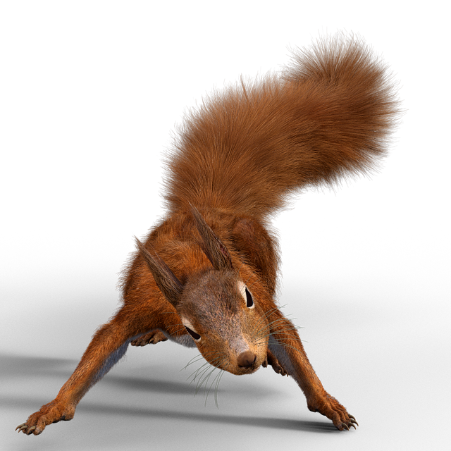squirrel-640x480-32988244.png