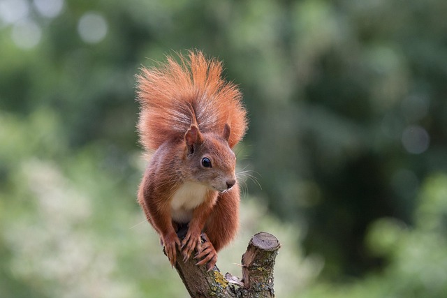Squirrel Proof Bradford Feeder: Attract More Birds, Save Money!