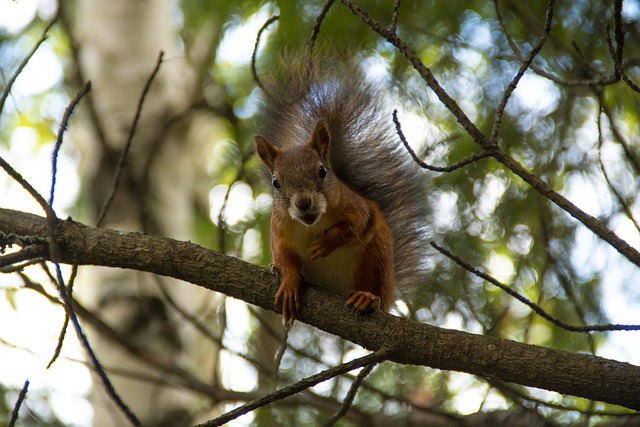 squirrel