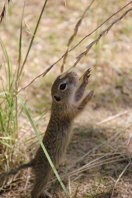 squirrel