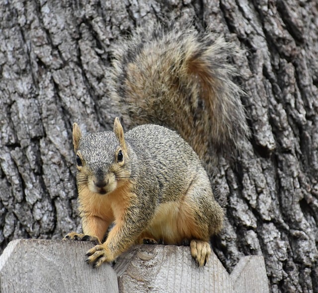 Squirrel Proof, Save Money: Cardiff’s Top Nutritious Bird Food – Dried Mealworms