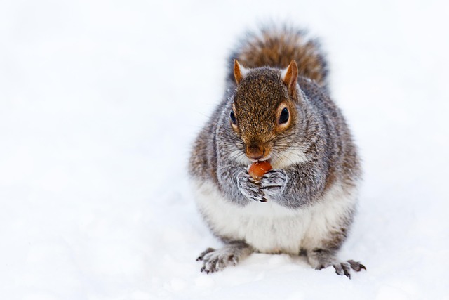 squirrel