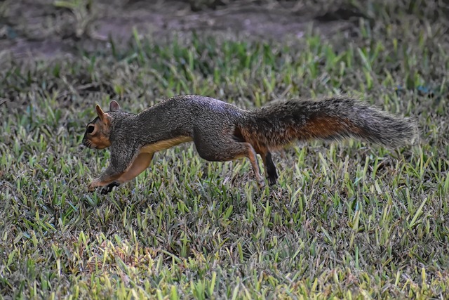 squirrel