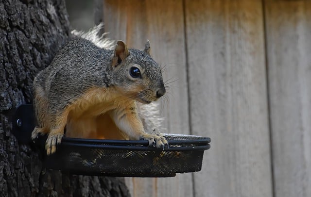 squirrel