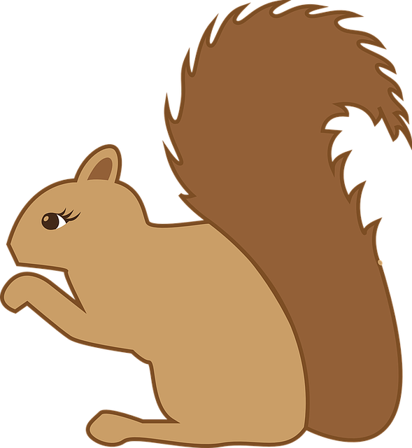 squirrel