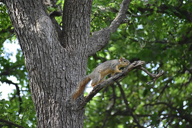 squirrel