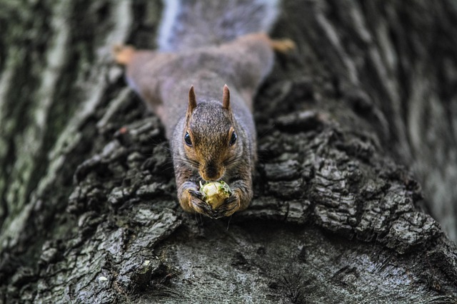 Squirrel-Proof Your Feeders in Cardiff: The Tasty Solution with Dried Mealworms