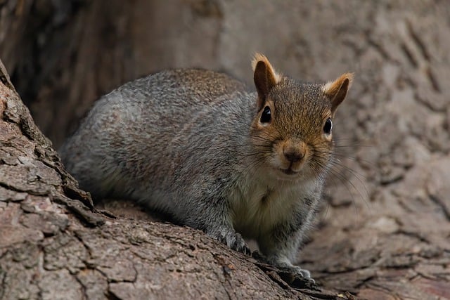 squirrel