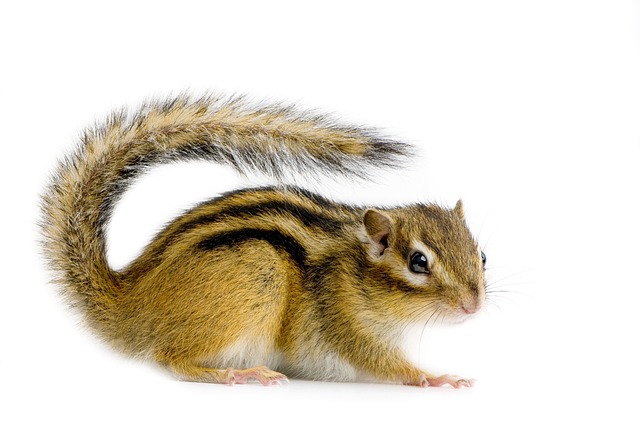 squirrel-640x480-38126027.jpeg