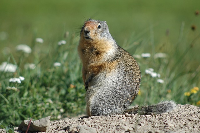 squirrel