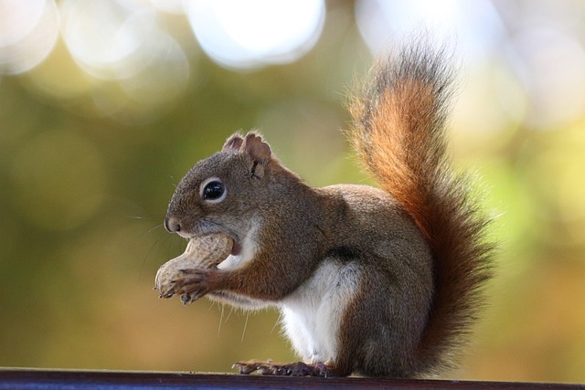 squirrel