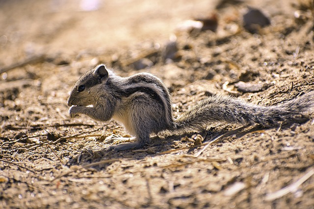 squirrel-640x480-41016853.jpeg