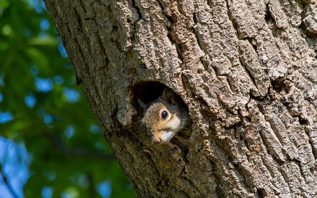squirrel