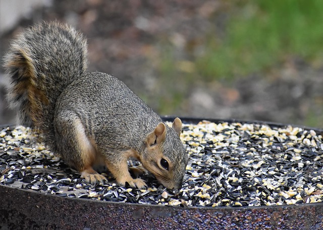 squirrel
