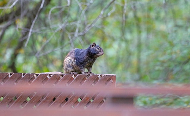 squirrel-640x480-4404460.jpeg