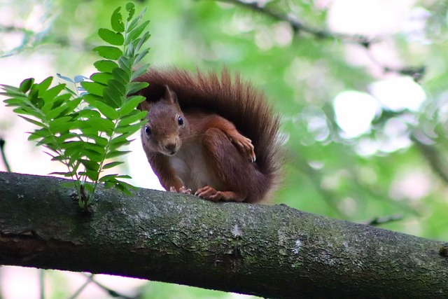 squirrel