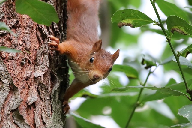 squirrel