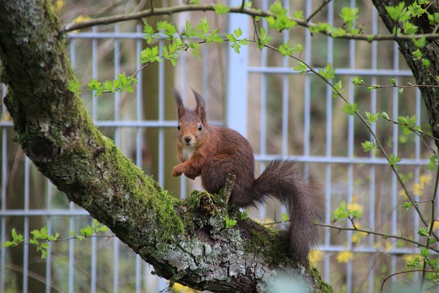 squirrel
