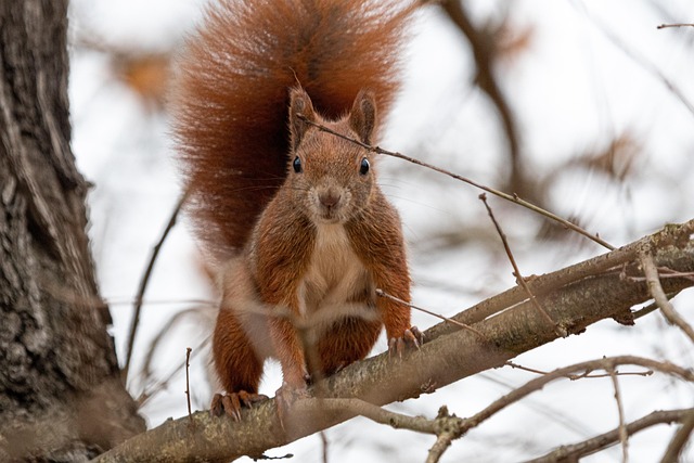 squirrel