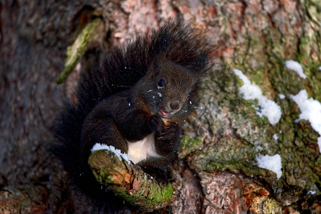 squirrel