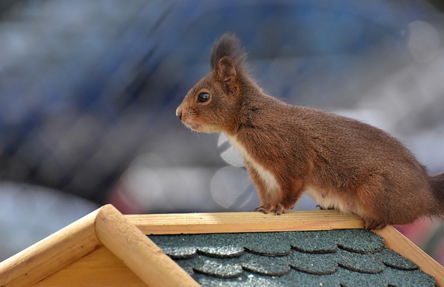 squirrel