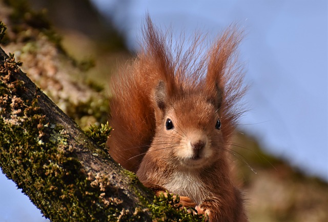squirrel