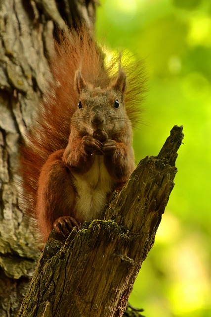 squirrel