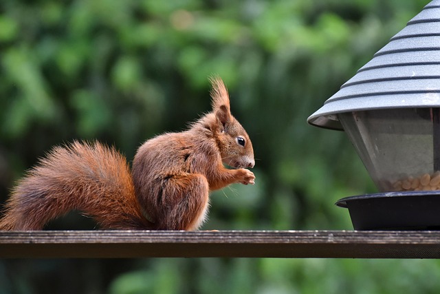 squirrel