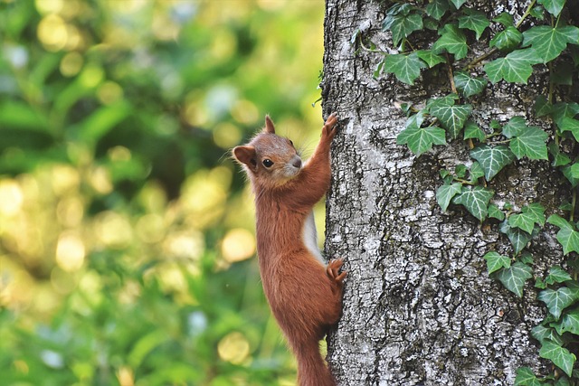 squirrel