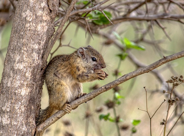 squirrel