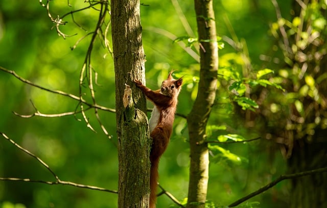 Squirrel Proof Feeders Leeds: Natural Preservatives, All-Season Bird Attractants – Save Now!