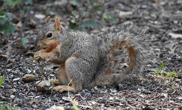 squirrel