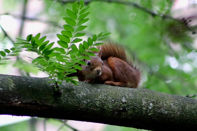 squirrel
