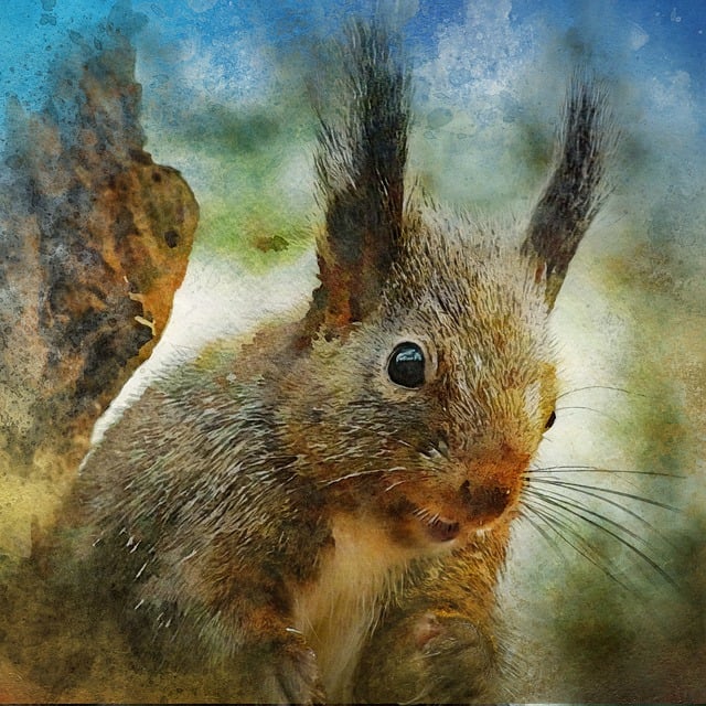 squirrel-640x480-49376656.jpeg