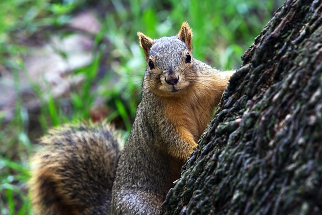 squirrel-640x480-50219014.jpeg