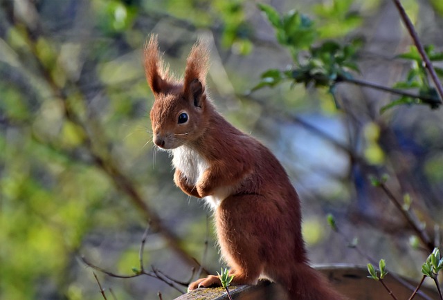 squirrel
